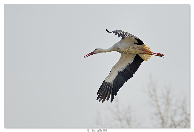 Cicogna, in volo per�...