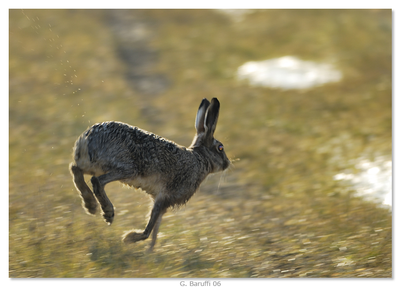 Lepre - quasi controluce