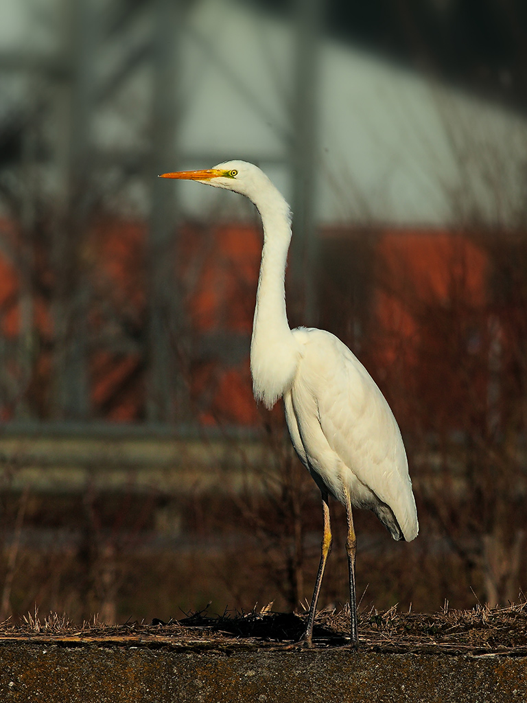 Airone Bianco Maggiore