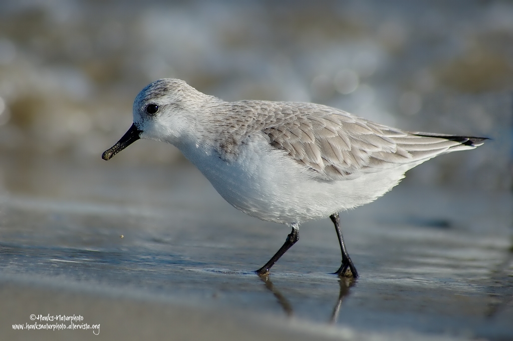 Piovanello Tridattilo