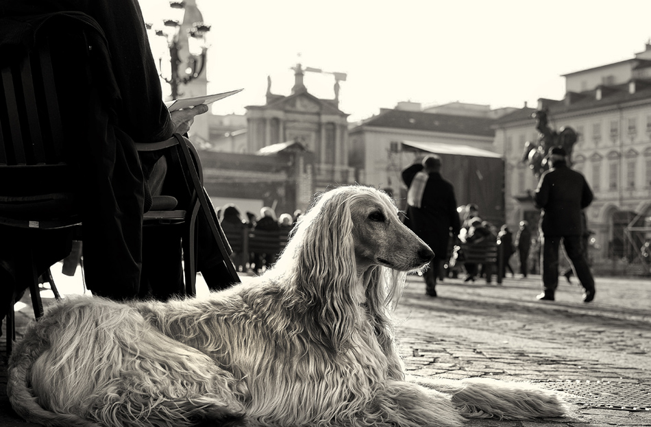 Sfinge metropolitana