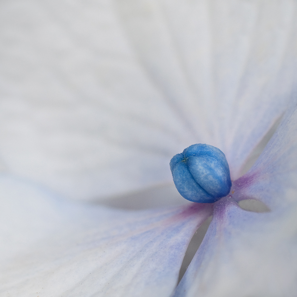 dentro...un cuore blu..