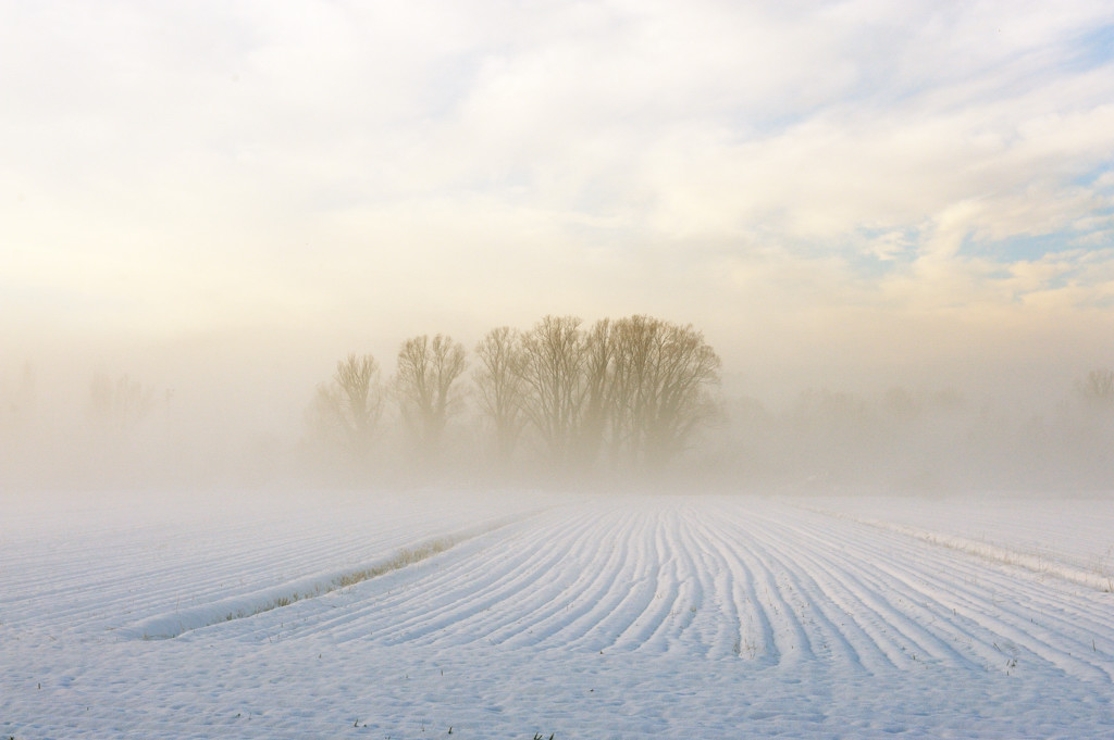 Nebbia del mattino
