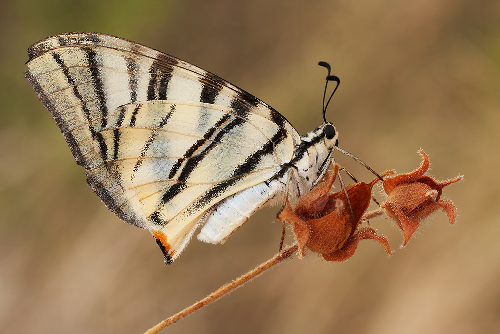 Iphiclides podalirius