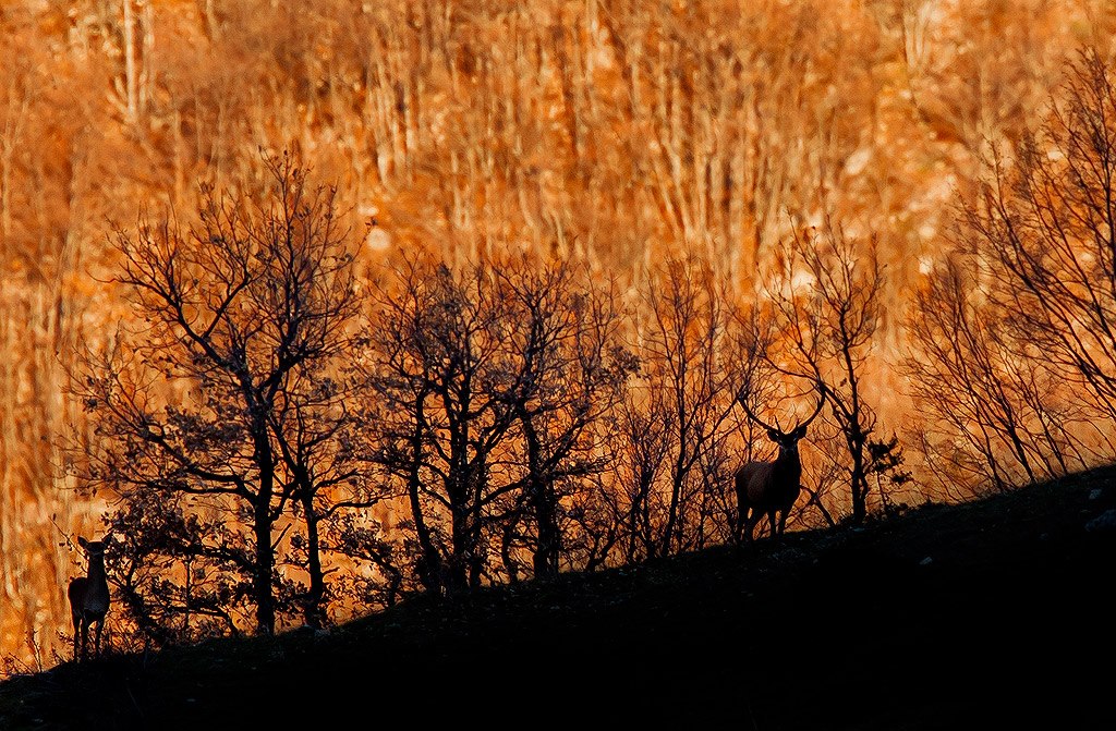 Cervo Maschio - Parco Nazionale della Majella