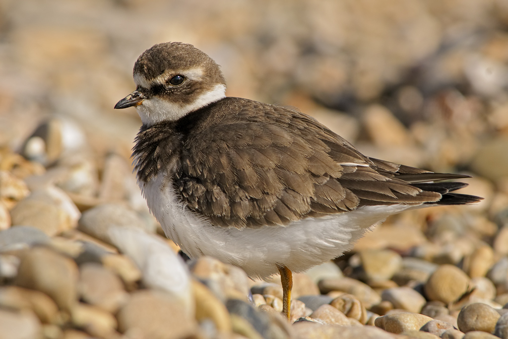 Corriere grosso (Charadrius hiaticula)