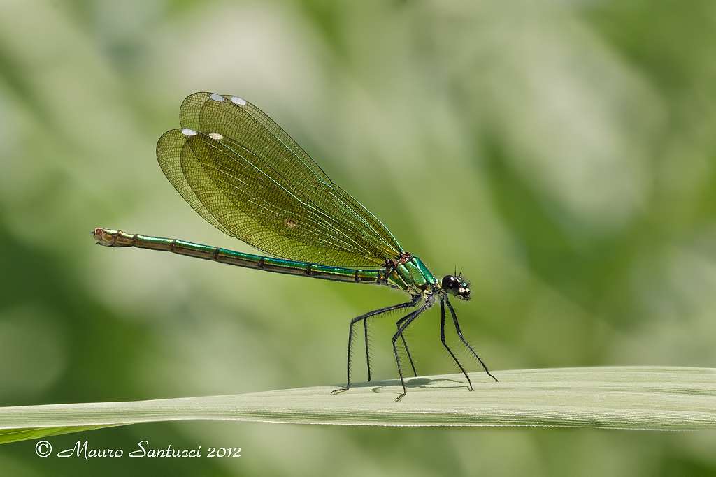 Damigella in passerella