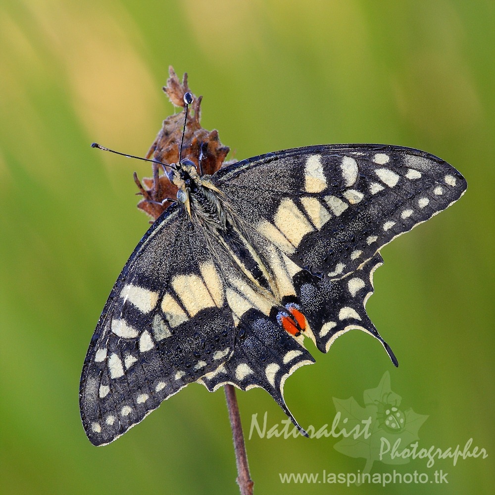 ...Papilio Macaon...