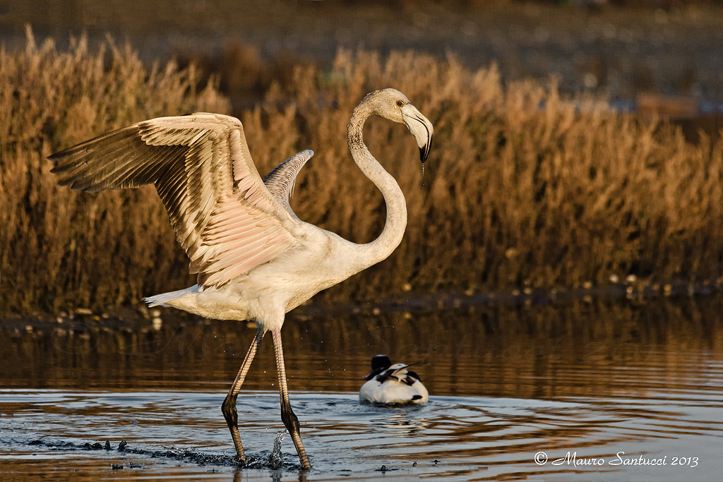 Con la luce dell'alba
