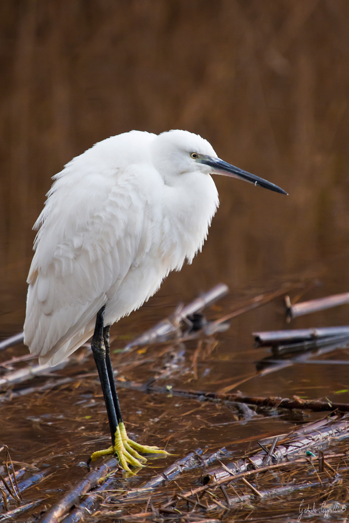 Garzetta (Egretta garzetta)