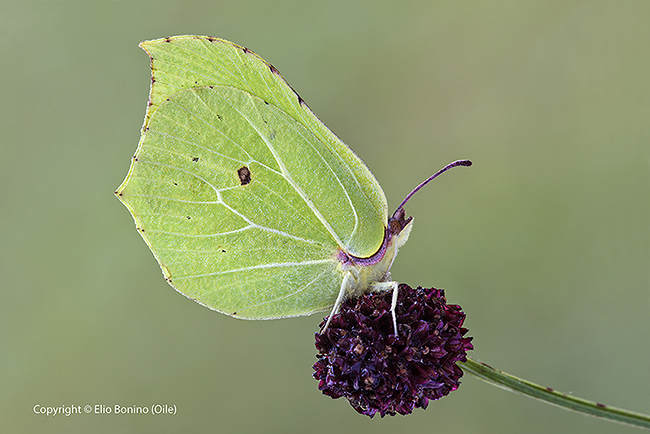Cedronella (Gonepteryx rhamni)