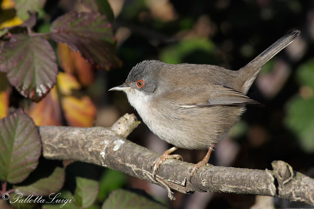 Occhiocotto(Sylvia melanocephala)
