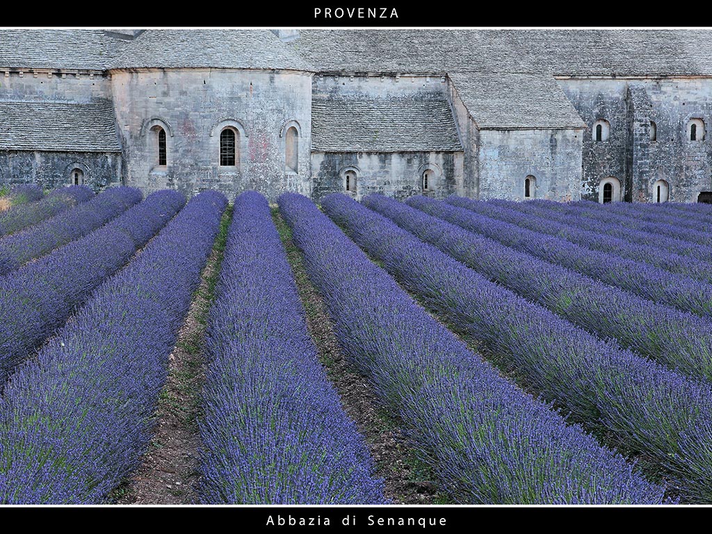 Provenza # 23 - Abbazia di Senanque