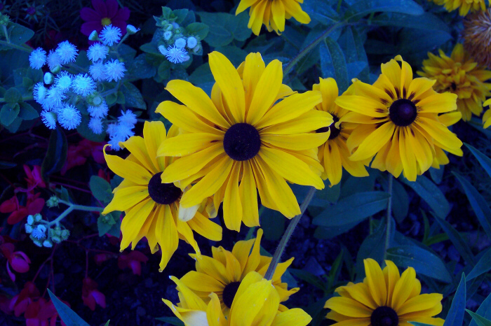 Aiuola fiorita (Bourg Saint Maurice)