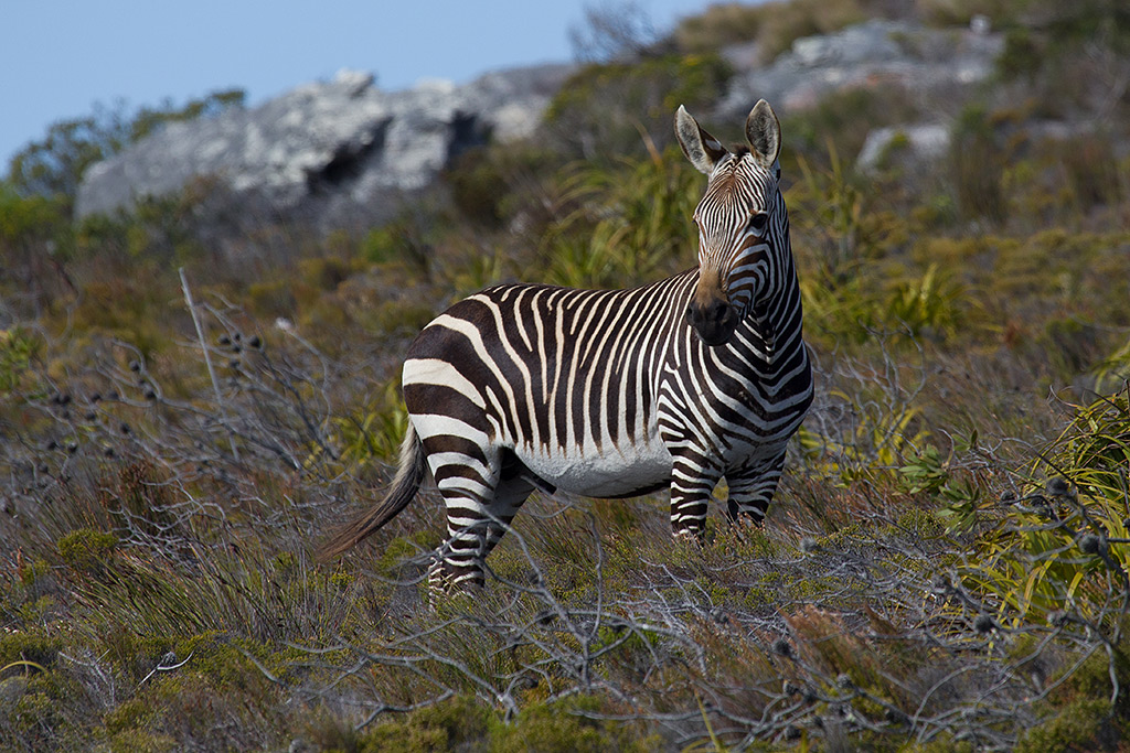 Zebra a Cape Point