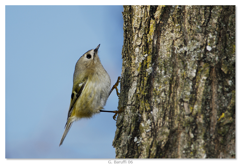 Ancora un piccolissimo Regolo