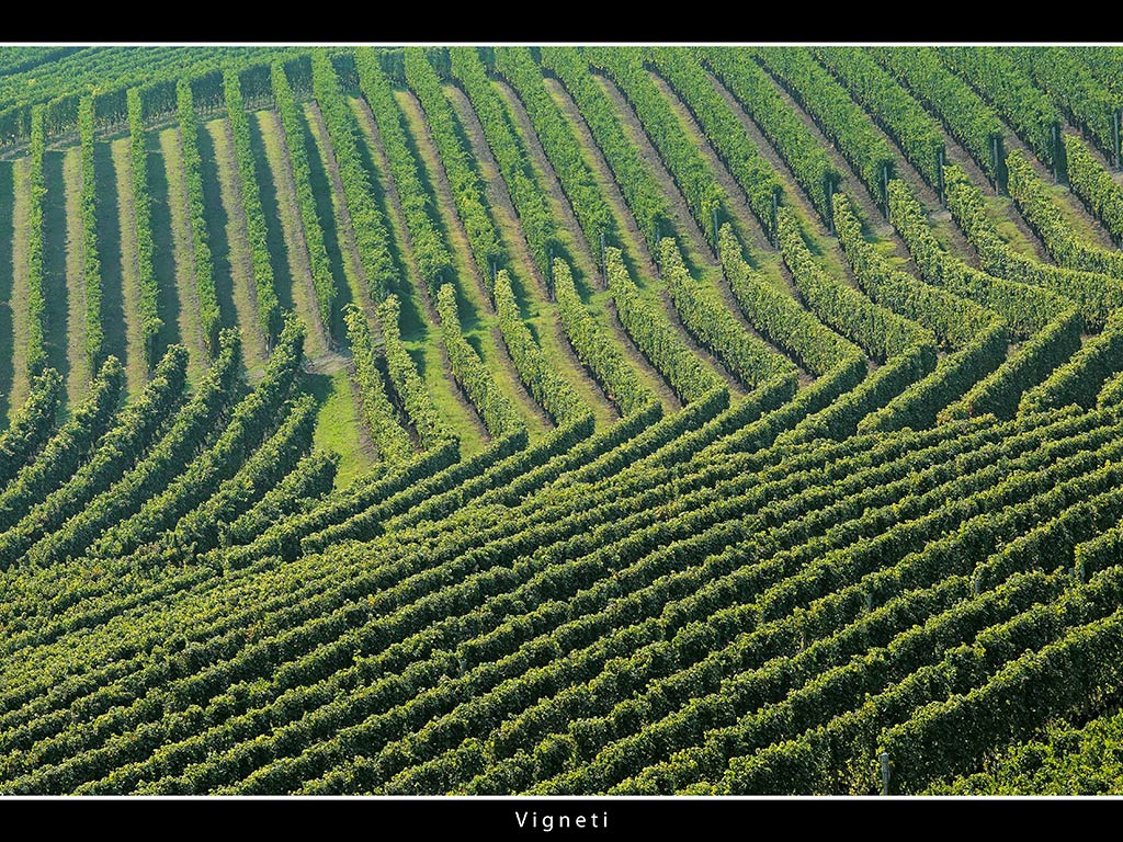 Vigneti # 14