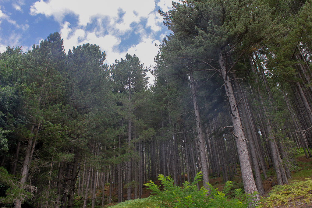 ...fino a toccare il cielo