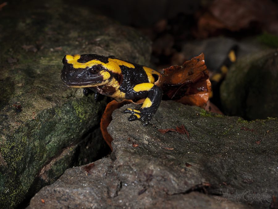 Salamandra pezzata