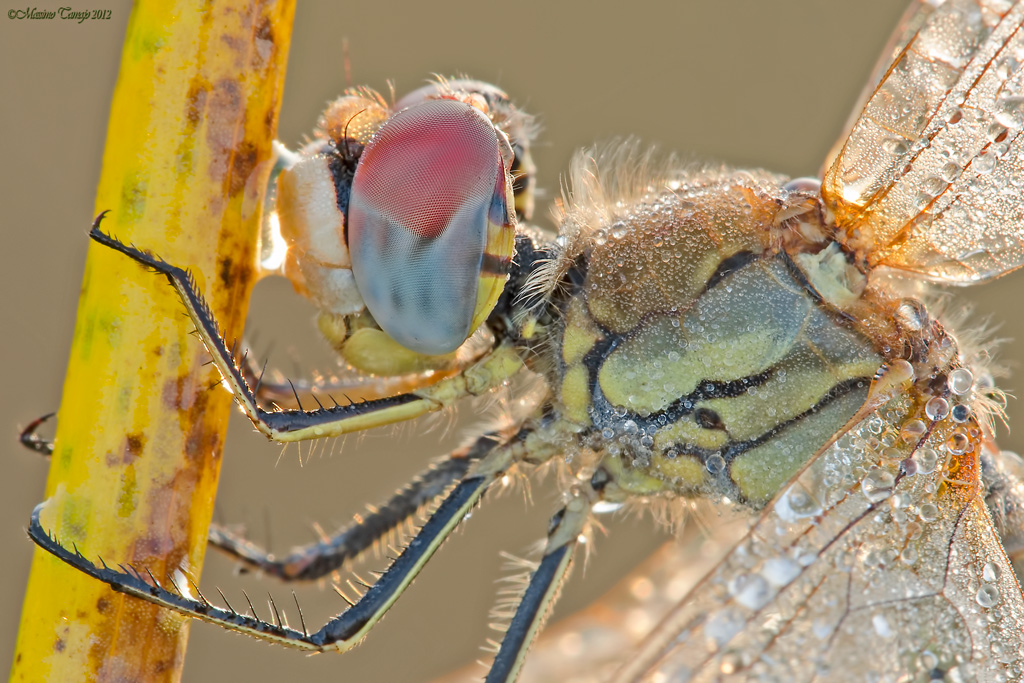 Mezzobusto di sympetrum...