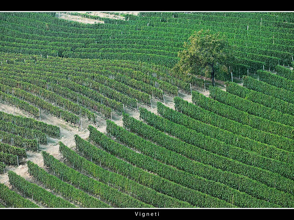 Vigneti # 15