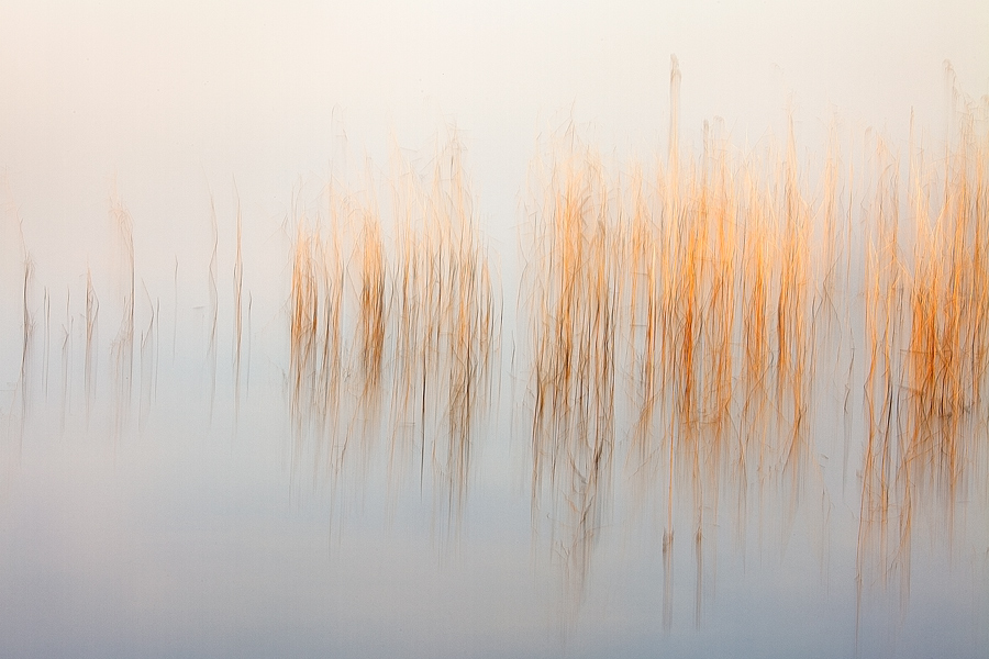 Grove of reeds