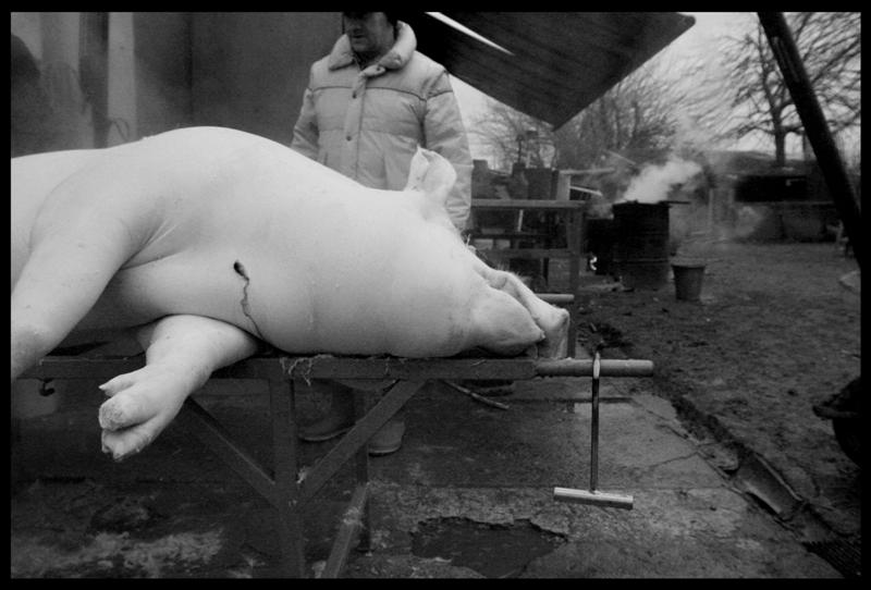 altra immagine per i non impressionabili