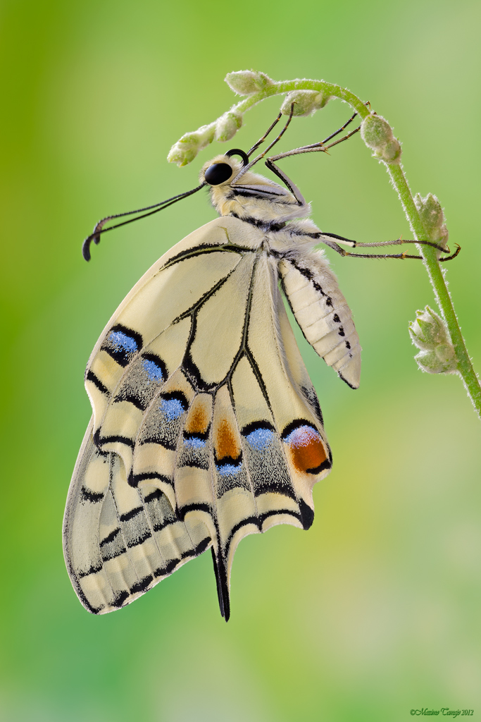 Papilio machaon