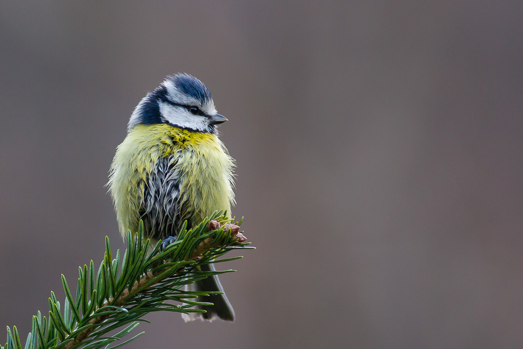 Cinciarella arruffata