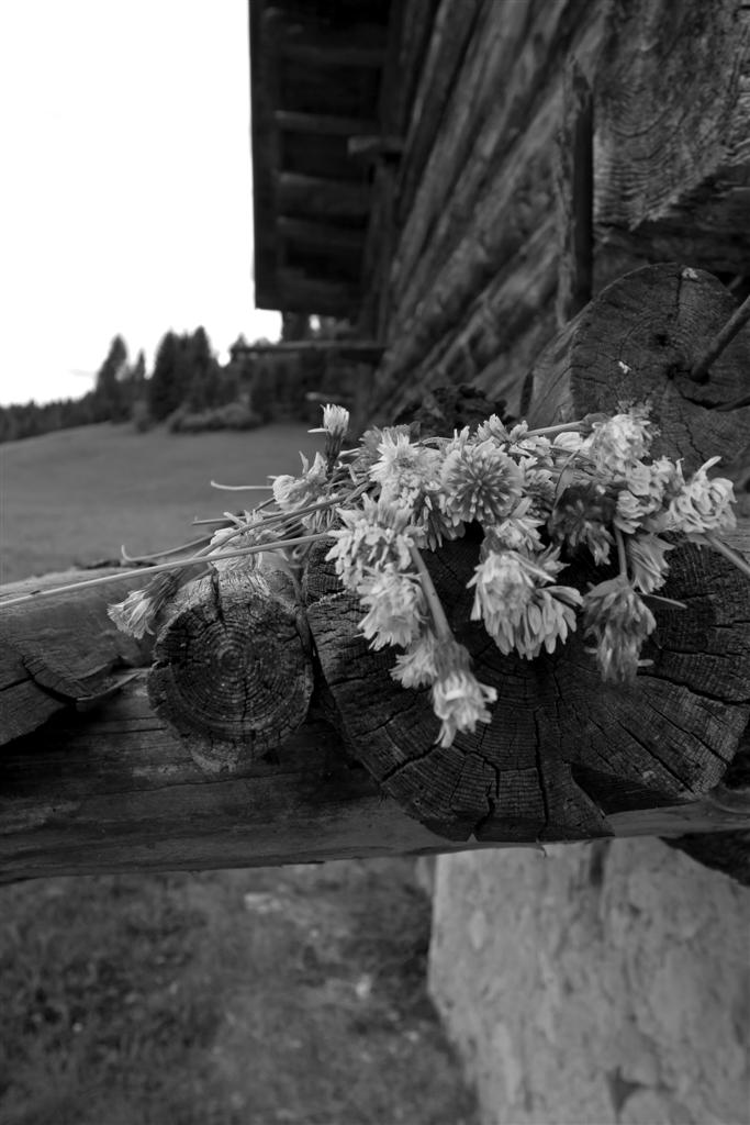 natura morta(parecchio)