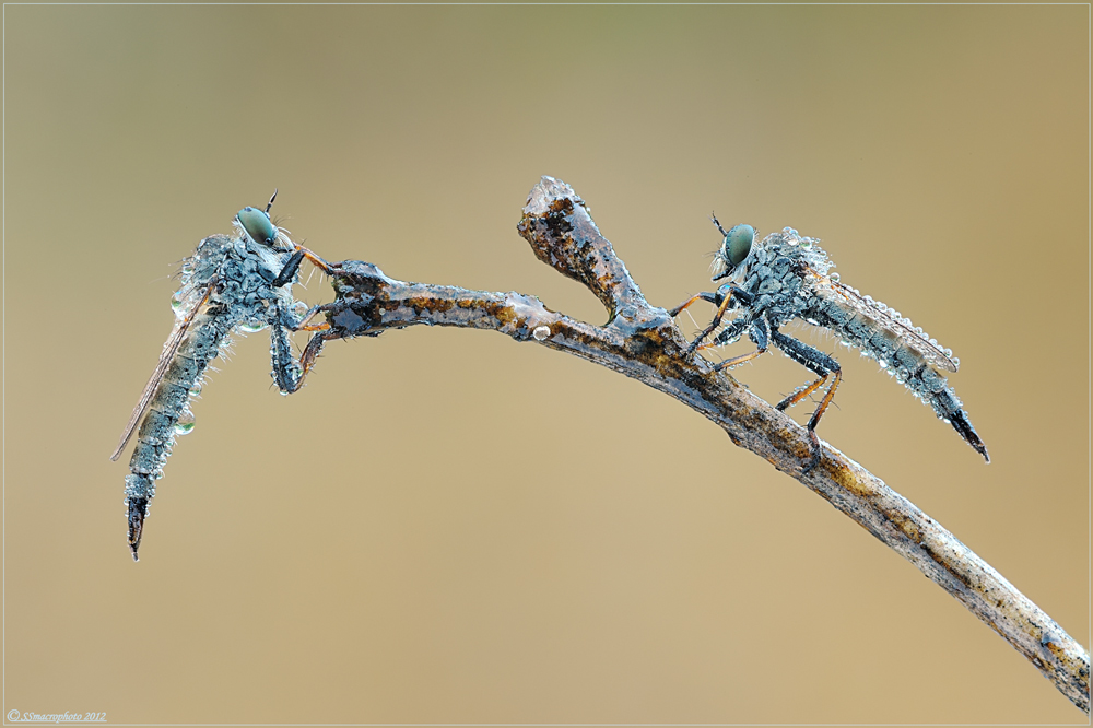 dal cassetto 2012 # 3