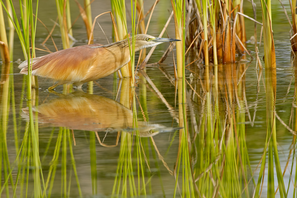Sgarza ciuffetto (Ardeola ralloide)