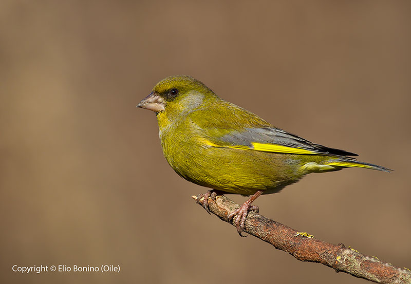 Verdone comune(Carduelis chloris chloris)