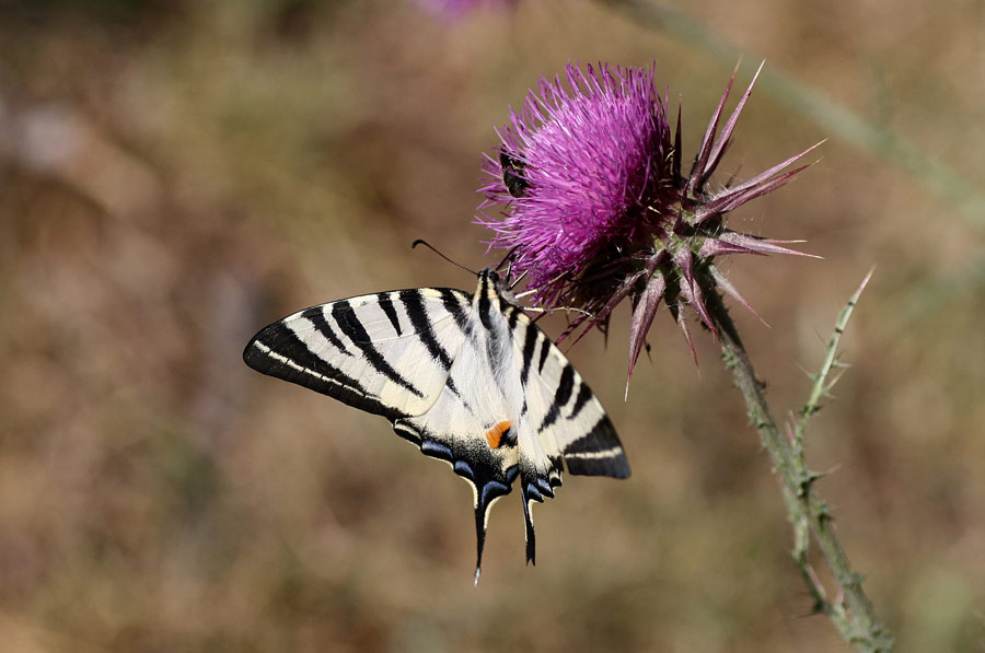 incontri ravvicinati