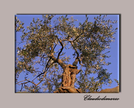 l'olivo
