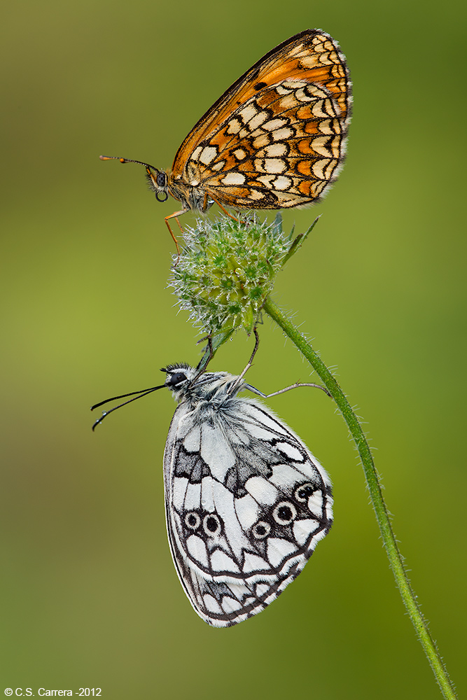 La coppia pi� bella del mondo