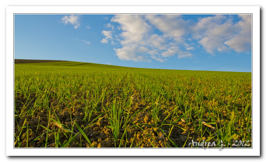(classico) orizzonte nel grano