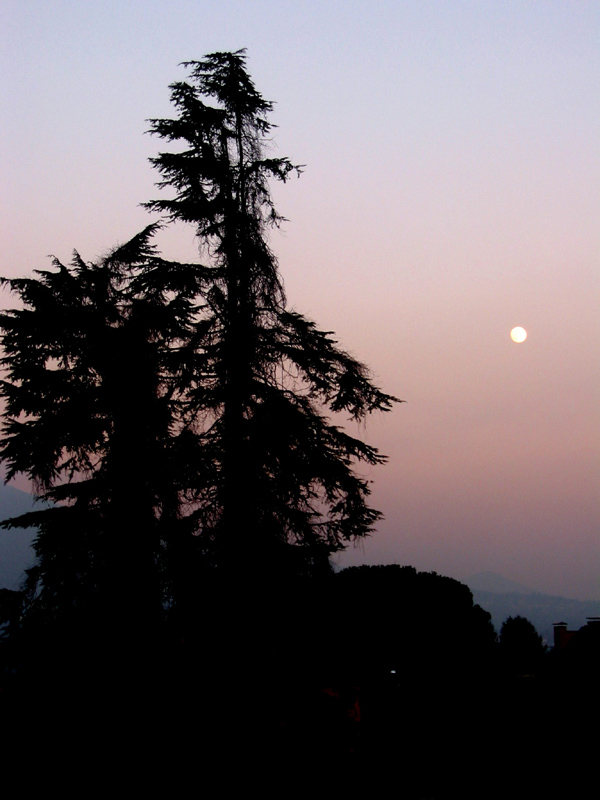 l'albero e la luna