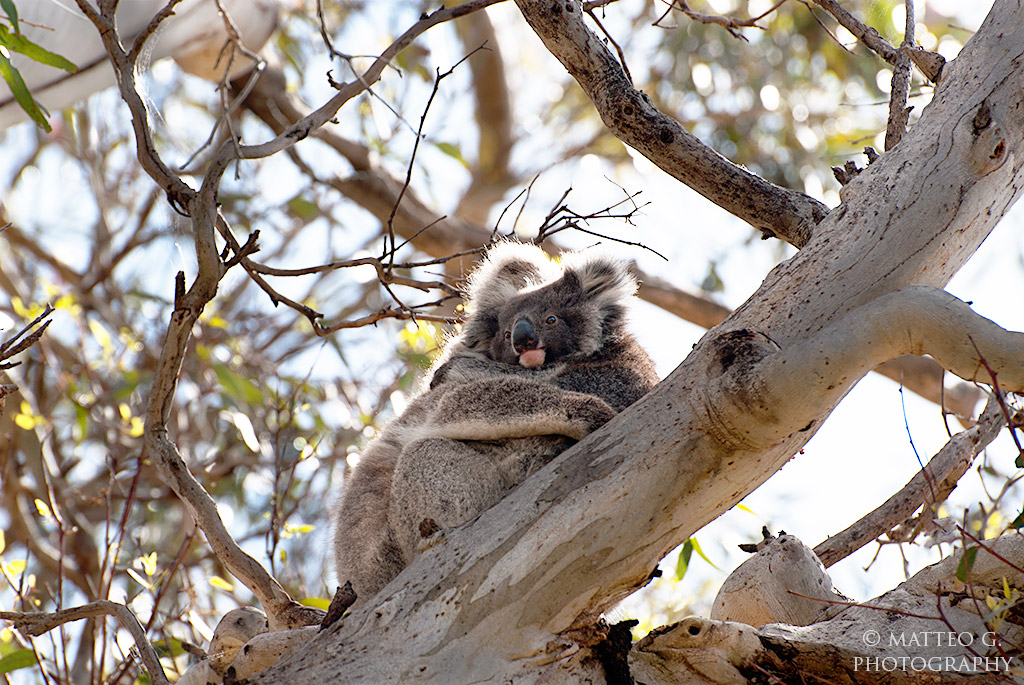 Koala2