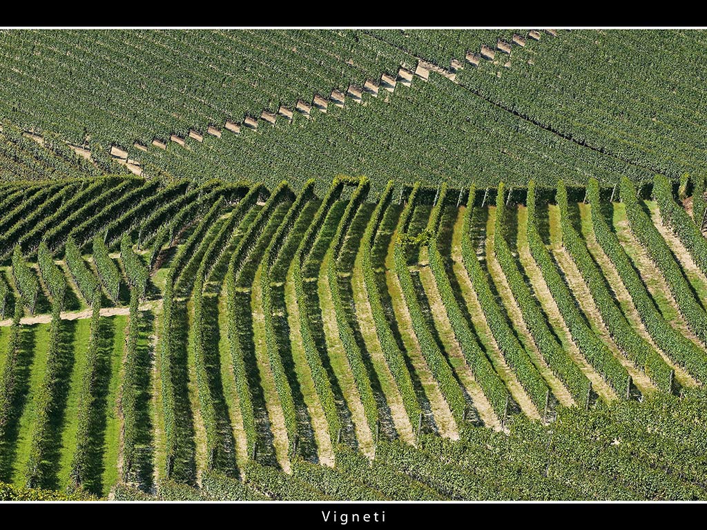 Vigneti # 16