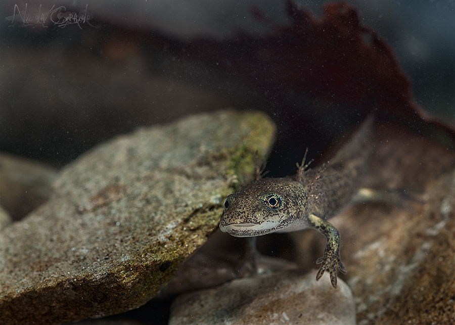 Larva di salamandra.