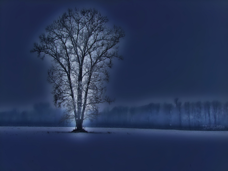 Anche gli alberi hanno un'anima