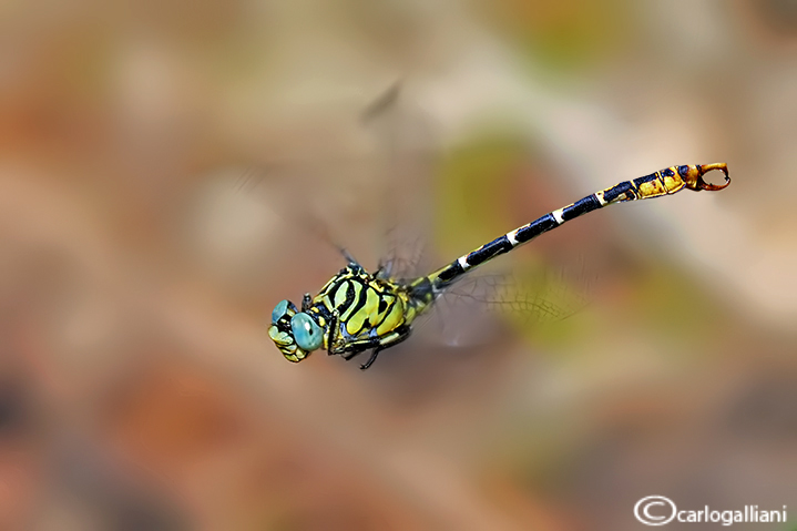 Il volo del gomphidae