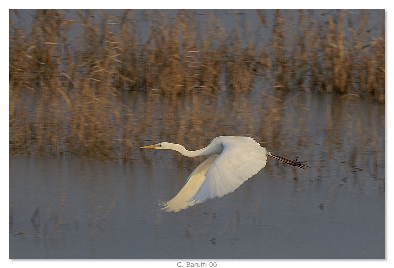 Bianco Maggiore in volo