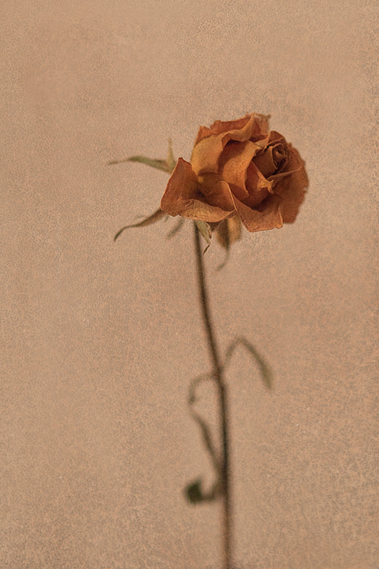 La Memoria di una Rosa