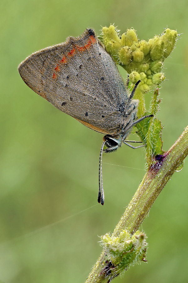 Lycaena Phlaeas