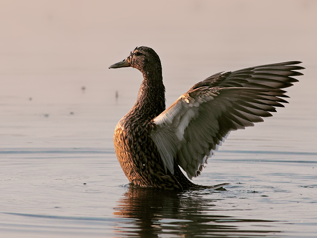 Germano Reale Femmina