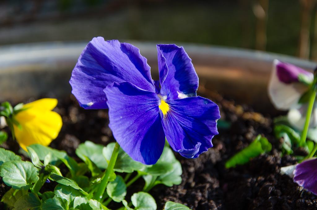 Prime prove Lightroom