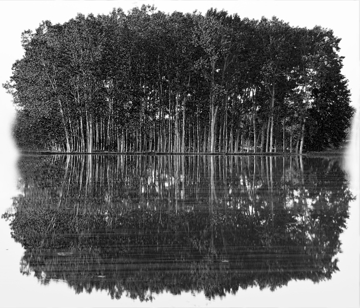 Si specchia nella risaia