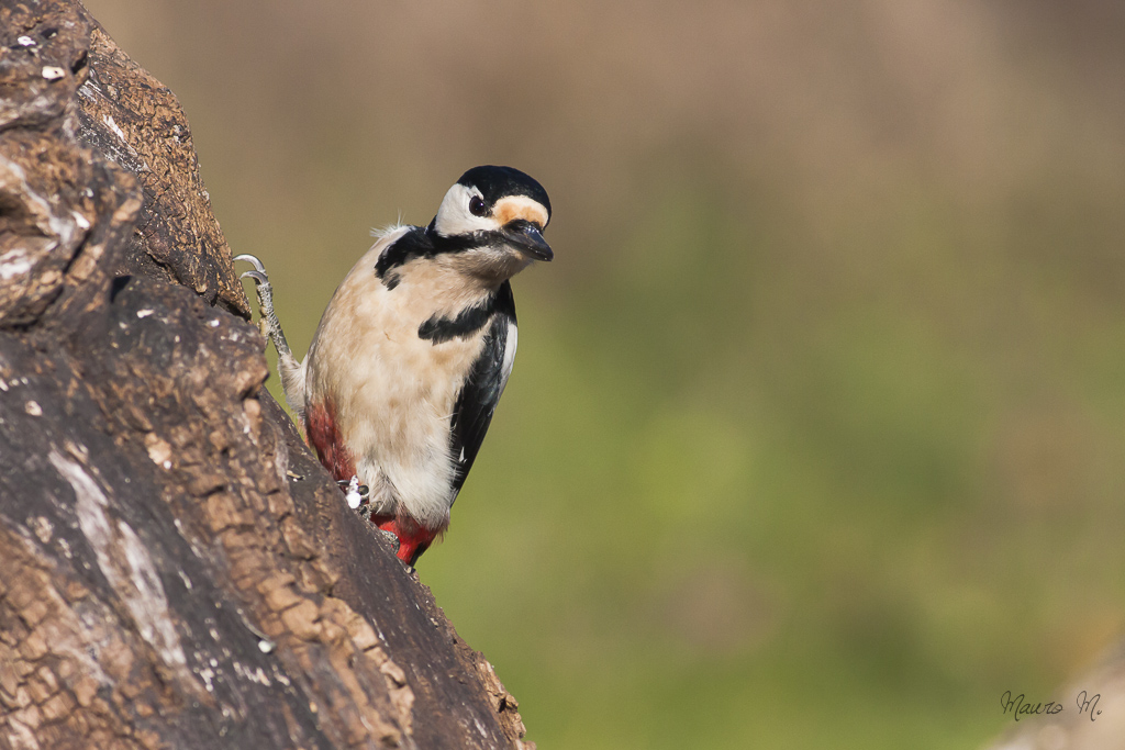Picchio Rosso Maggiore